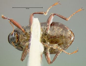 Media type: image;   Entomology 24459 Aspect: habitus ventral view